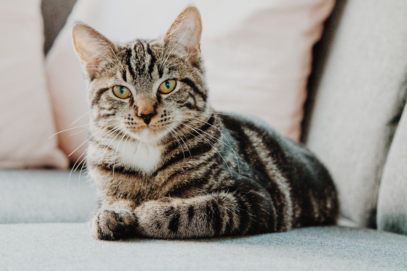 Chat assis dans un intérieur lumineux avec textile doux et ambiance déco